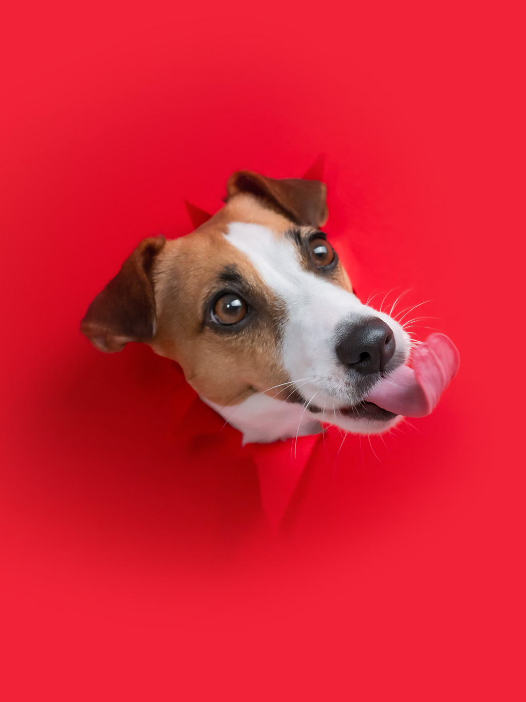 CACIB Kassel: Alle Deine Lieblingshunde!